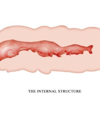 CRAZY BULL - MASTURBADOR VAGINA ISABEL 13.5 CM - Imagem 4